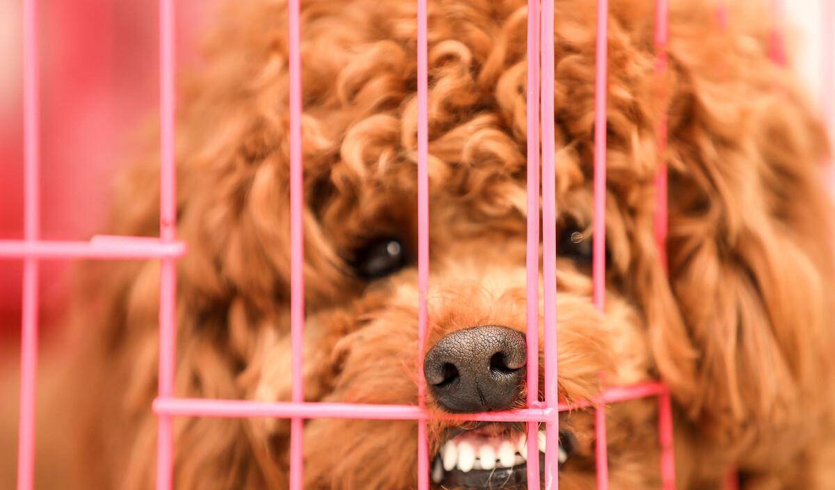 奖励|惊呆!泰迪爱咬主人?这三种秘诀让它乖起来