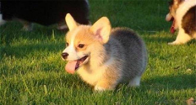 眼睛|你养的柯基很有可能是“串串柯基”，快来看纯种柯基的5个特征