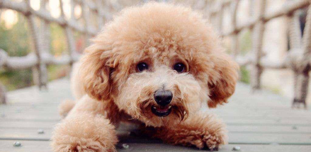 寿命|想让泰迪寿终正寝,就不要惯着它们乱吃东西,不然泰迪容易短命