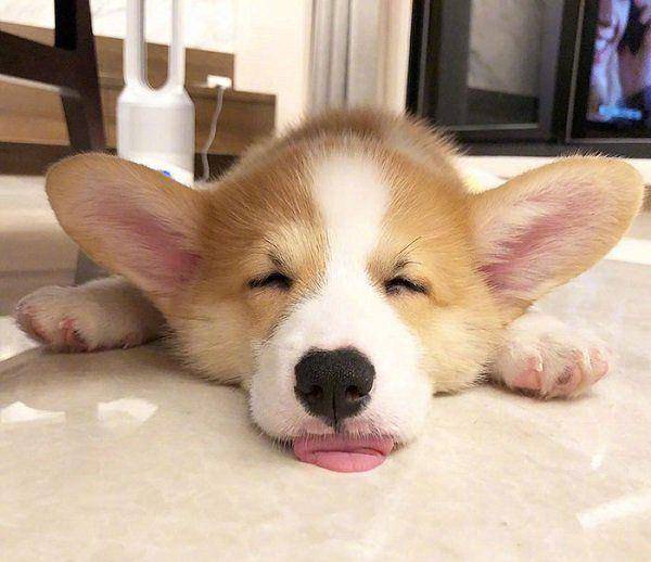 小汪|最容易跟宝宝达成共识的原来是狗