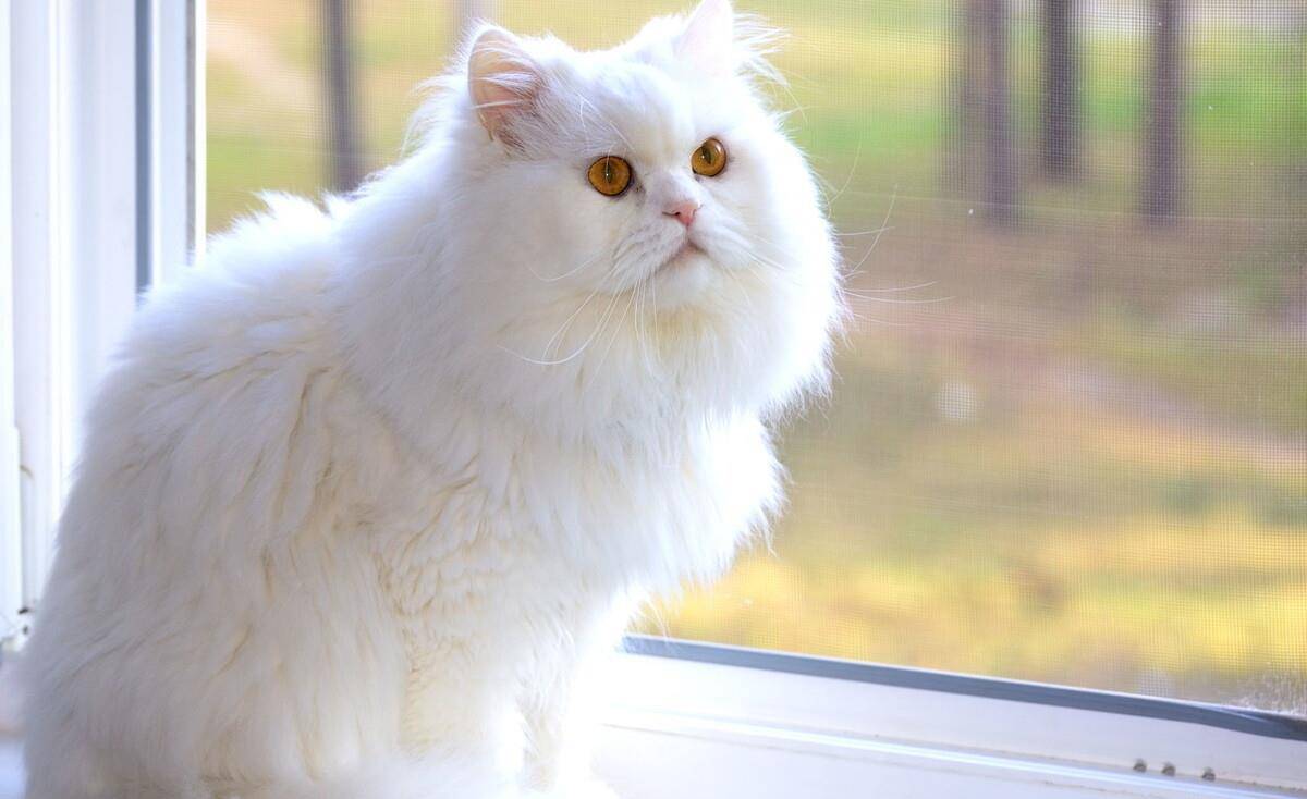 独立|假如上帝免费送你一只猫，这6种猫，你会选谁？