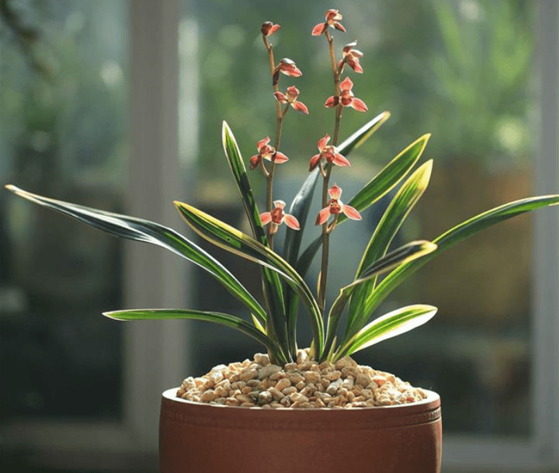 原创墨兰红神荷一款品相独特的兰花盆栽花大色艳拍照十分美