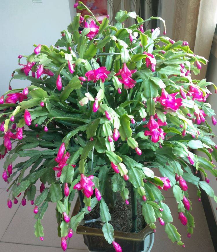 什么方法可以快速催花 2af649f8ef9e42a486af38851f83cf2f.jpeg