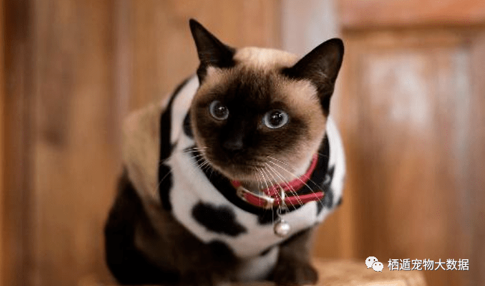 美国|猫咪食欲不振可能是他有小脾气啦!不同猫咪的性格养猫人必看!