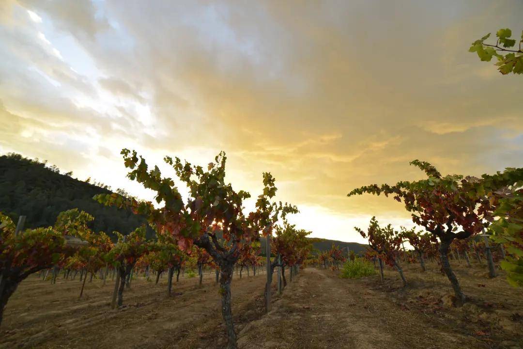 绮丽|【7.28-30 Interwine】马克斯威酒庄——美国纳帕的“谷中之谷”酒庄