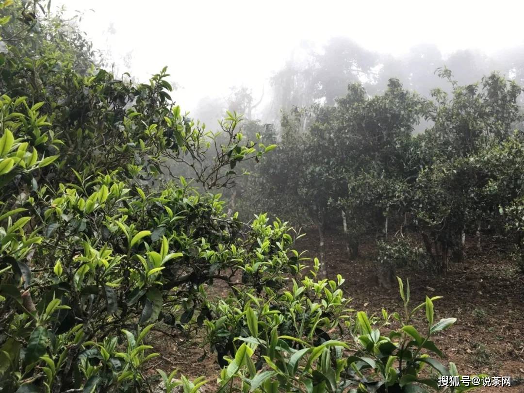 勐宋乡|传说“三年那卡赛班章”？勐宋古茶代表——那卡真能当班章卖？