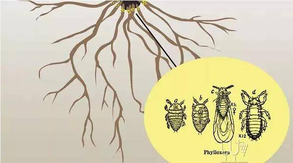 绮丽|【7.28-30 Interwine】马克斯威酒庄——美国纳帕的“谷中之谷”酒庄