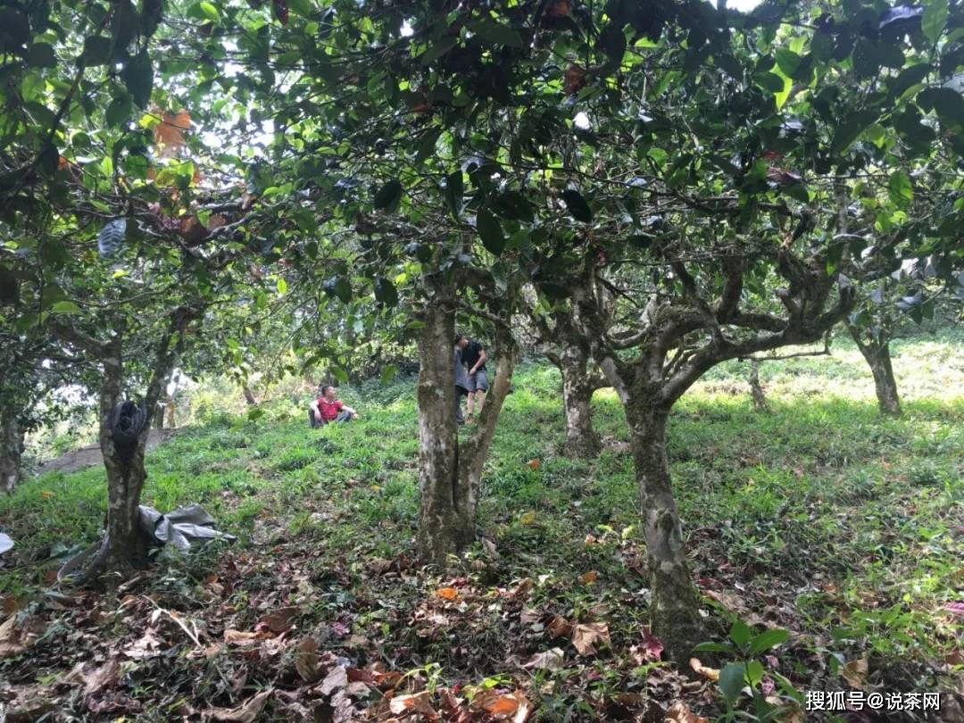 勐宋乡|传说“三年那卡赛班章”？勐宋古茶代表——那卡真能当班章卖？