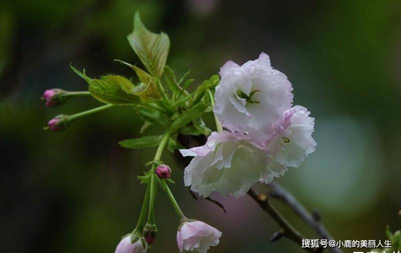 9月6日星座运势迎来好运的四大星座 有你么 什么