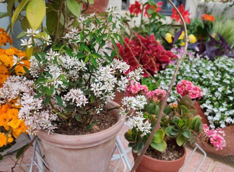 什么时候种花种子 ce3a5bfe6fe148179ee06e03ba9f1e10.jpeg