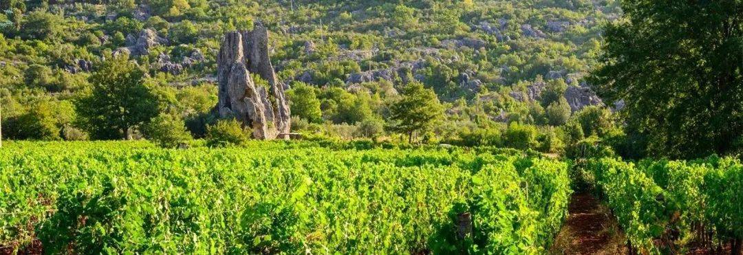 Wine|Siamo Campioni！意大利葡萄酒看Wine to Asia 2021