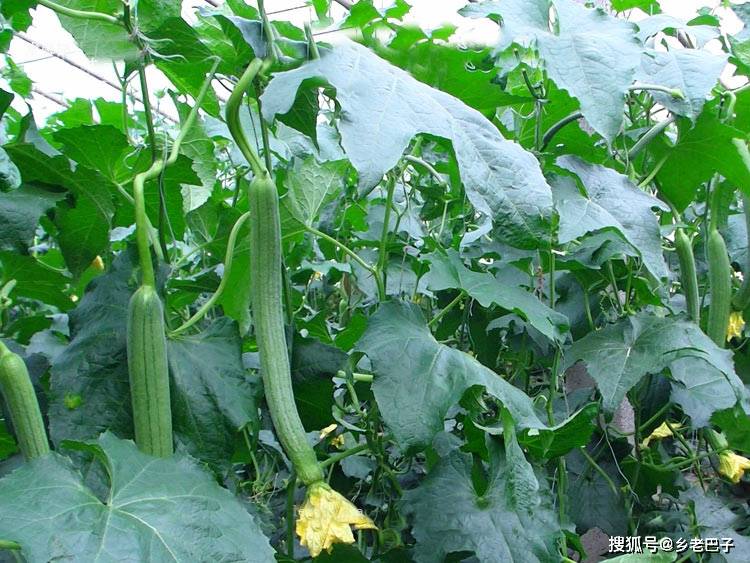 什么时间种丝瓜 e432c4c1cd154dd488d6ef5351e96dd5.jpeg