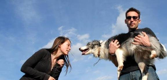 因为|关于边境牧羊犬几个“秘密”，看完很多人改观，直呼想养一只！