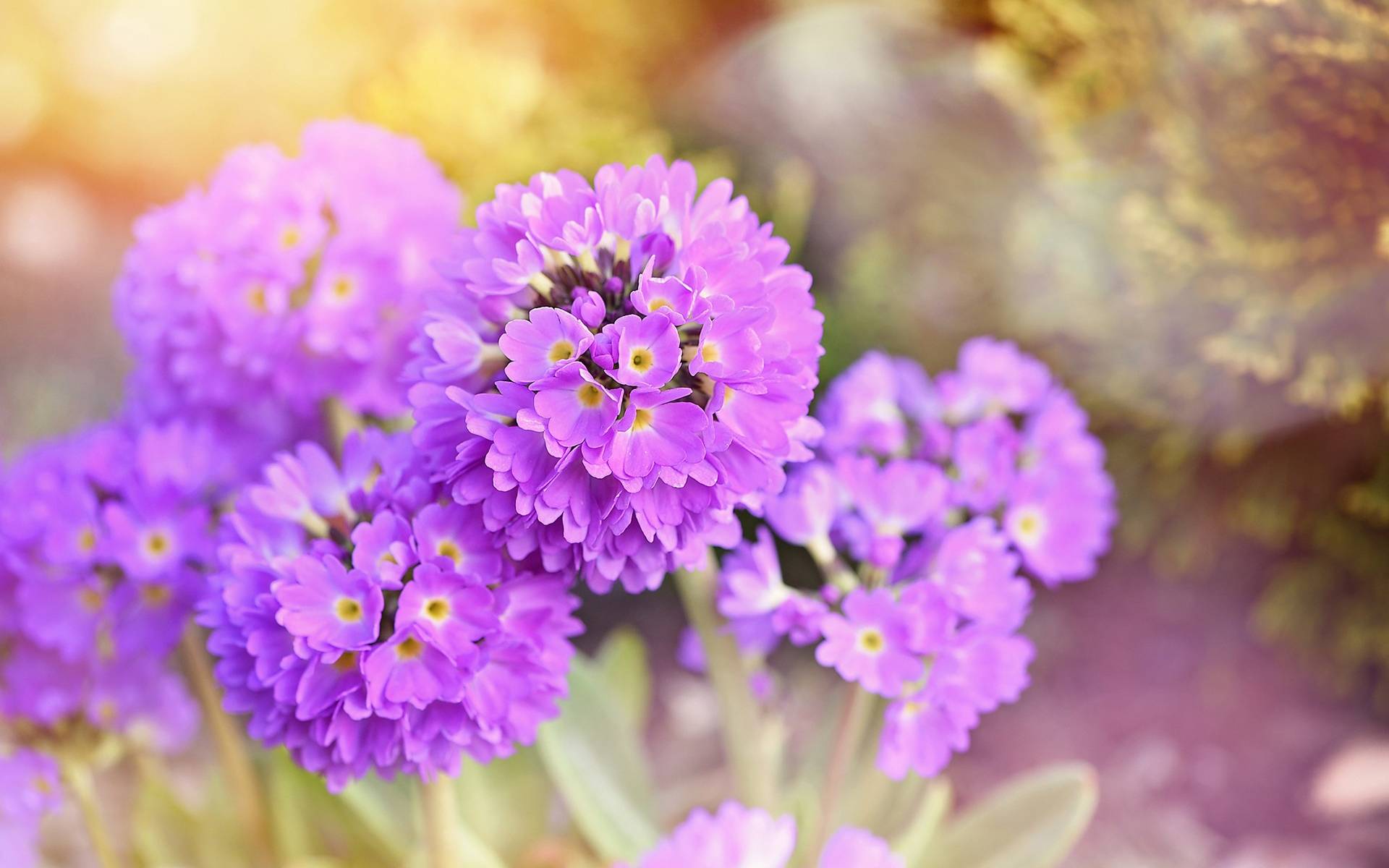 7月14日星座运势 巨蟹公私分明 狮子全力以赴 双鱼大胆尝试 工作