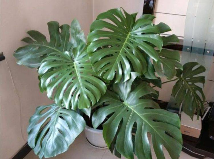 龟背竹养殖方法大全视频 33b9fdf082b743de8b528139cf13967a.jpeg