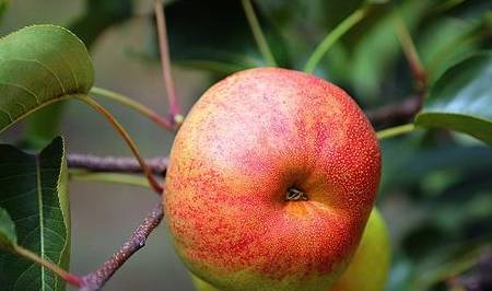 因为|早上吃水果有讲究,这3种水果可以吃,而这5种千万别空腹吃