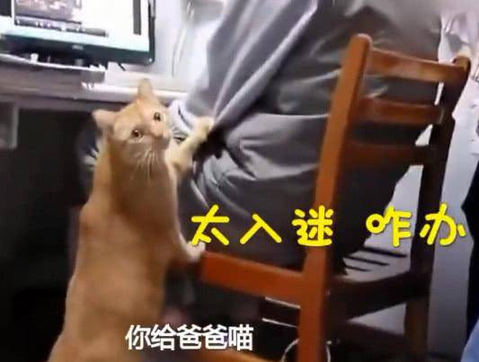 男主人沉迷看劇, 貓咪拍他手臂提醒: 到點吃飯啦, 被無視後表情亮了! 萌趣萌寵 第2张