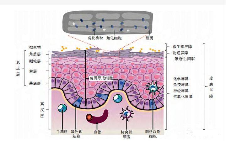 贵妇|便宜的洗面奶到底可不可以用？平价的洗面奶能不能代替贵妇洗面奶