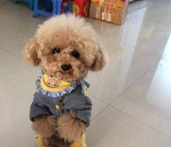 做法|很多养狗人，都不知道这六种做法，对狗的危害有多大！