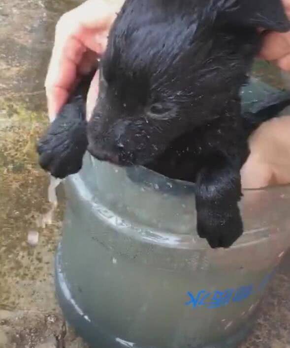 小土狗第一次洗澡, 害怕想逃, 主子揪狗子耳朵拚命潑水! 萌趣萌寵 第3张