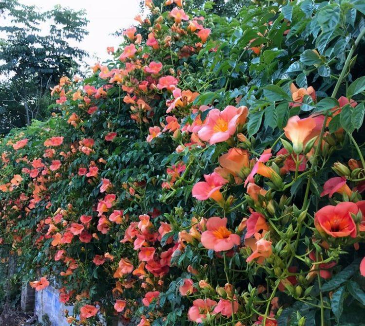 7种"爬藤花",美如仙花,院子种一棵,一年爬满墙,赏花一辈子