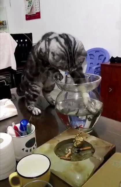 貓咪偷魚不要臉, 把魚缸都掀翻了, 網友: 小命要緊啊 萌趣萌寵 第3张
