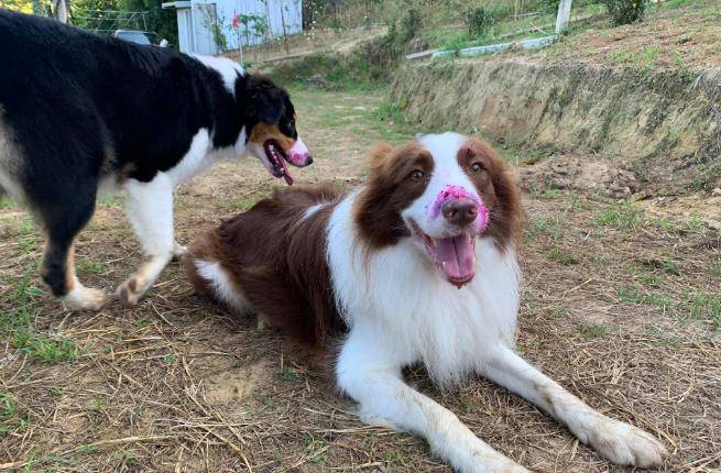 观点评论|狗狗满嘴鲜红,主人以为它们受伤了,靠近看才发现是个误会