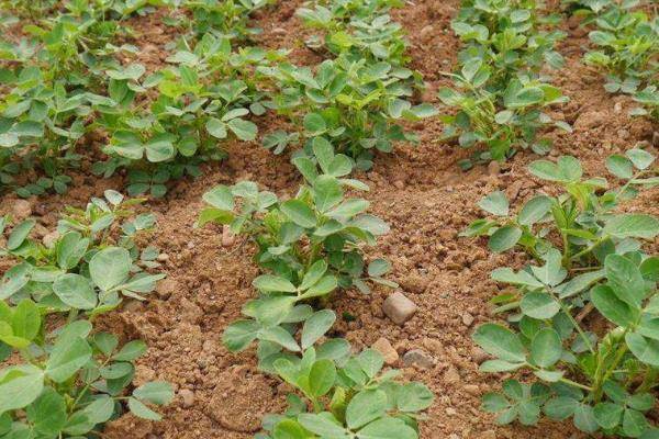 什么时候种植花生最好 1f6afdaf0bb647439e7b5ab3524911d9.jpeg