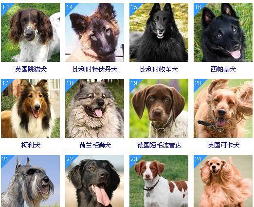 排名前十的狗_排名前十的狗狗品种