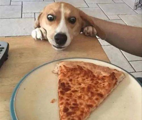 观点评论|狗子贪吃能无耻到什么程度？就算被抓包，也要往嘴里塞最后一口