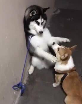 兄弟|二哈打架没赢过, 吵架没输过, 却被短腿柯基给办了