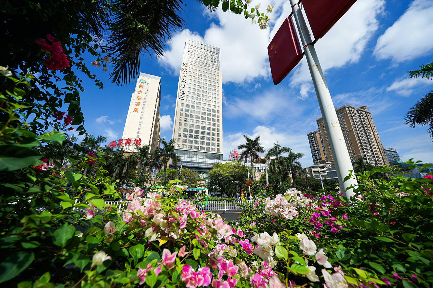 又到开花的季节,北海市中心这条主干道又靓出新境界