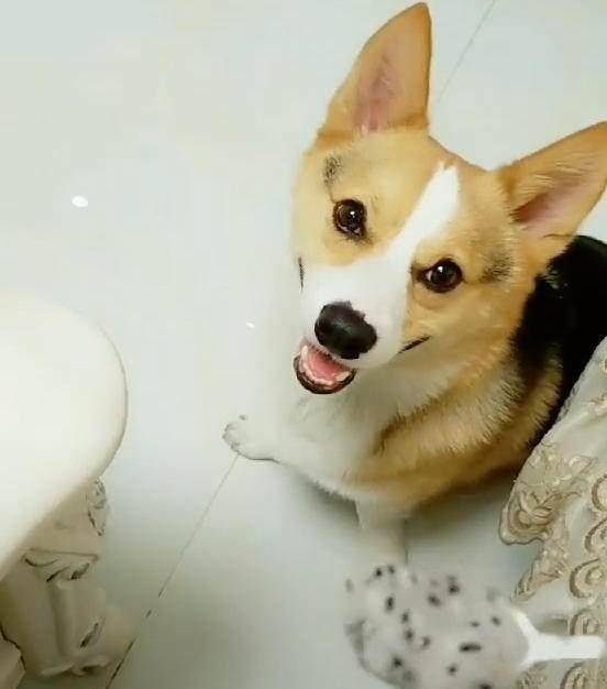 网友|柯基去厨房拿吃饭家伙, 主人看到狗嘴里叼的东西时, 咧着嘴大笑