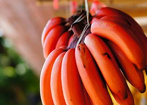 香蕉什么时候引进中国的 c3ca71925cab4cf6bf7d227fa69f22e3.jpeg