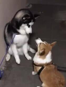 兄弟|二哈打架没赢过, 吵架没输过, 却被短腿柯基给办了