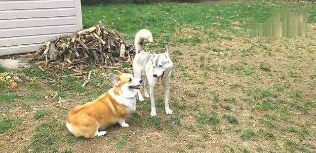 智商|哈士奇约柯基打架, 结局居然大反转, 主人笑的直不起腰