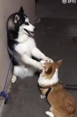 兄弟|二哈打架没赢过, 吵架没输过, 却被短腿柯基给办了