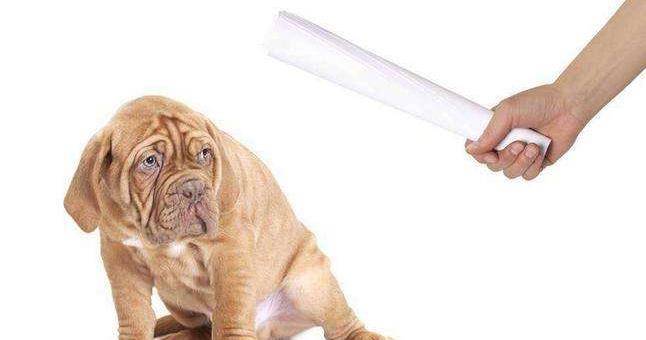 如何给狗狗剪指甲让狗狗配合 e68c105639394d4081aedf0b9573a2b0.jpeg