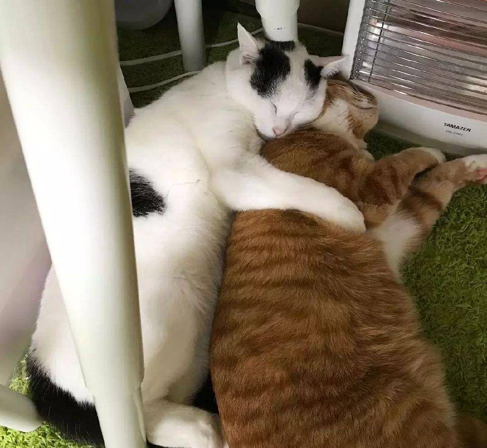 主权|看着这两只猫抱在一起睡觉的样子, 简直是甜死我了