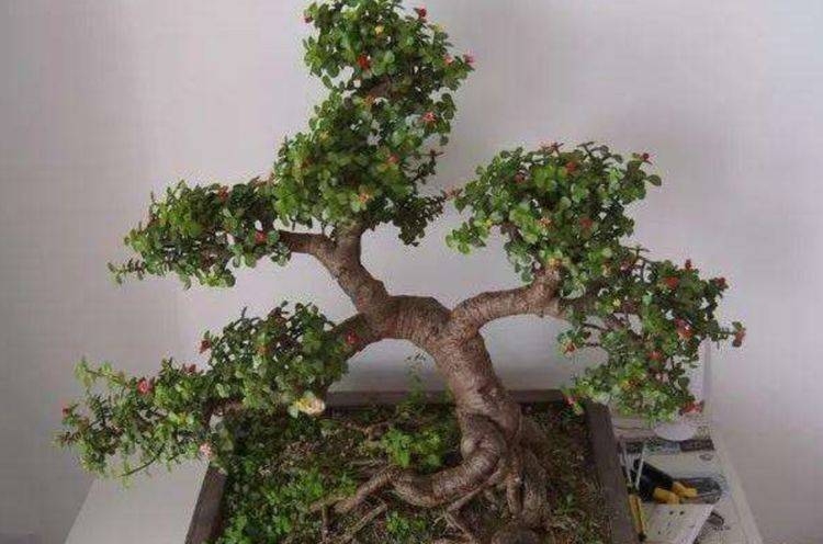 怎么养金枝玉叶能开花 136dbfd1add0437d88a6bc3031946890.jpeg