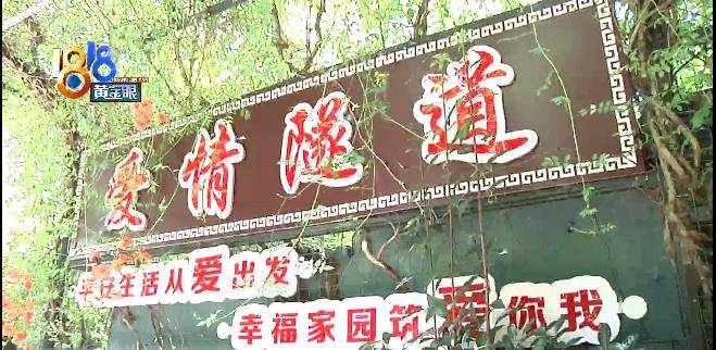 社区里的“爱情隧道”，凌霄花开“增位不减绿”