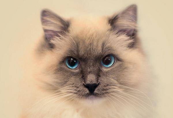 怎么会有这么好看的布偶猫 5b4dfc9d18db4e77ab79b791a79e5526.jpeg