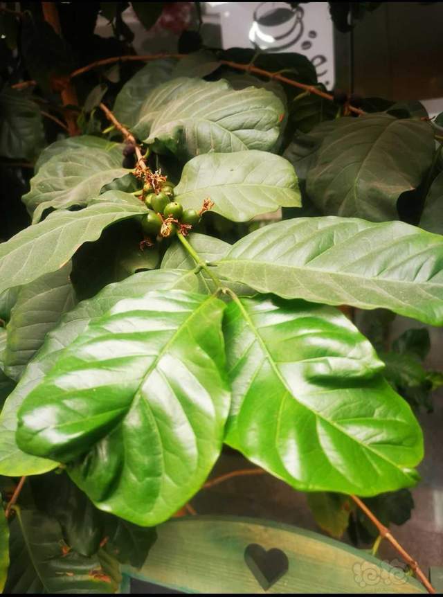 经典的植物志咖啡巴榕anubiascoffeefolia