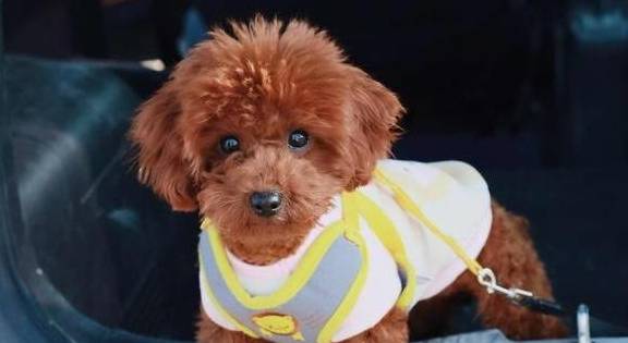 事情|能让“泰迪犬”开心的七件事，建议宠主常做