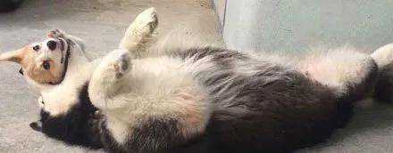 什么|男士们, 如果你们求生欲很强的话, 就别送什么哈士奇了