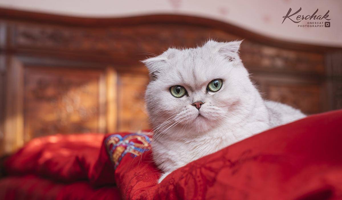 猫精还没玩够不想走,动作表情太夸张,连主人都被逗笑了_离开