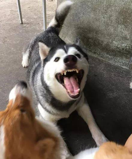 什么|男士们, 如果你们求生欲很强的话, 就别送什么哈士奇了