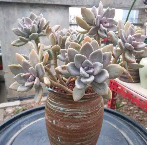 夏天给多肉浇冰水可以吗 1b585f5cce464ce7954af0b58a6e1a56.jpeg