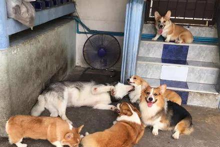 什么|男士们, 如果你们求生欲很强的话, 就别送什么哈士奇了