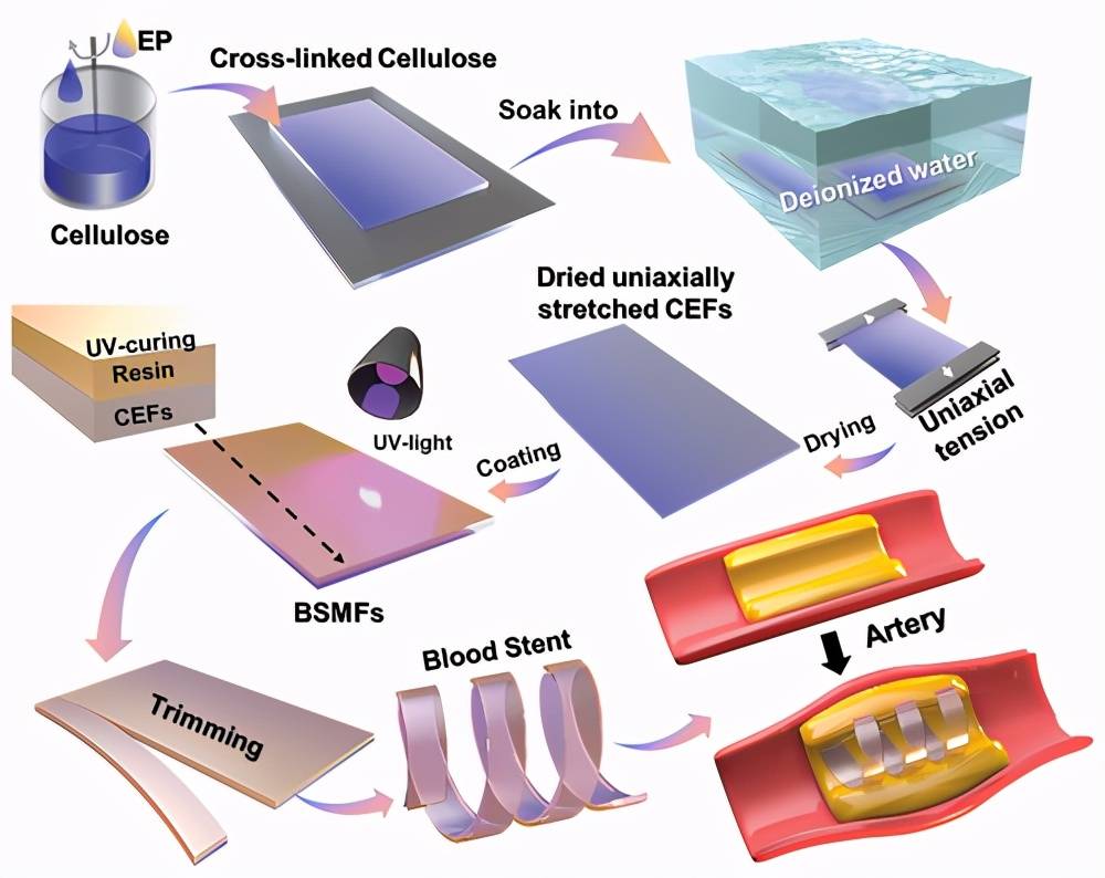 原创香港城市大学胡金莲一种创新溶剂响应卷取扩张纤维素水凝胶支架